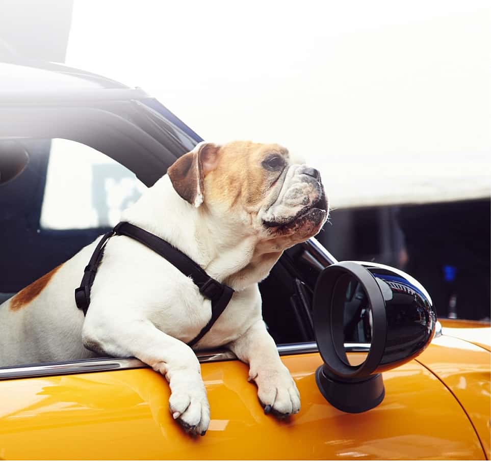 White bulldog holding on to the outside of a front passenger’s door on an orange MINI vehicle. 
